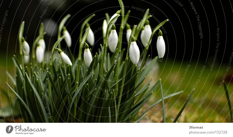 frühaufsteher Schneeglöckchen Blume Frühling Pflanze Garten Blüte aufwachen positiv Optimismus Optimist Zukunft aufstehen Erfolg