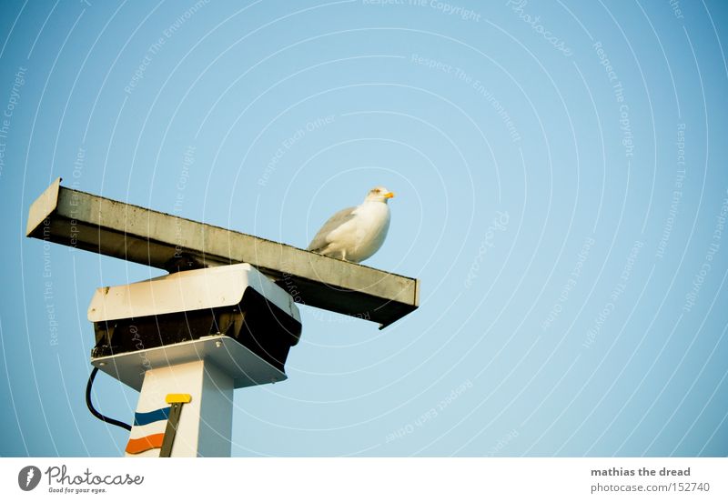 AUSSICHT Möwe sitzen warten Einsamkeit Wasserfahrzeug Radarstation drehen oben Himmel blau Schönes Wetter Meer Strand schön Vogel Schifffahrt