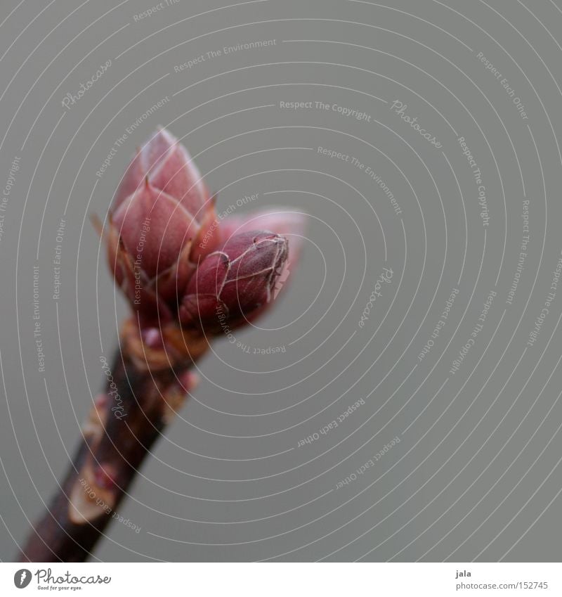 neubeginn Pflanze Blütenknospen Natur Erneuerung Frühling aufwachen Sträucher rosa grau Park