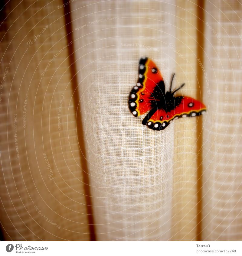 J'ai des butterfly... Schmetterling Gardine Vorhang Falte Tier Insekt Flügel flattern Kitsch orange schwarz Admiral Fühler Licht Wärme Frühling