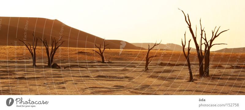 Desertification Wüste Baum Tod vertrocknet trocken Schatten Zweig Ast Namibia Einsamkeit Düne Umweltverschmutzung Afrika