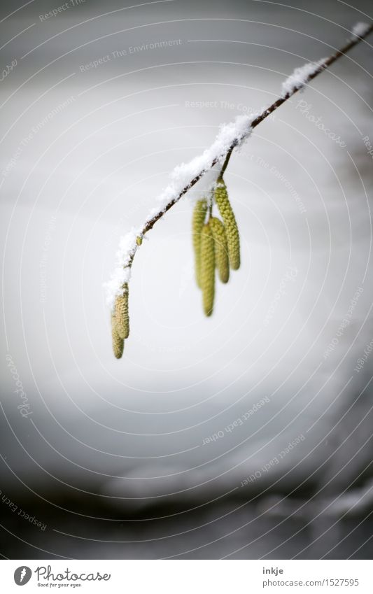 Last Winter Klima Wetter Eis Frost Schnee Pflanze Zweig Samen Haselnussblatt hängen kalt braun gelb grau weiß Trauer Vergänglichkeit Farbfoto Gedeckte Farben