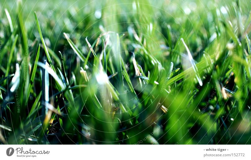 Nicht Reinbeißen! Natur Sommer Schönes Wetter Gras schön grün Halm Farbfoto Außenaufnahme Makroaufnahme Tag Unschärfe Froschperspektive Wiese Menschenleer