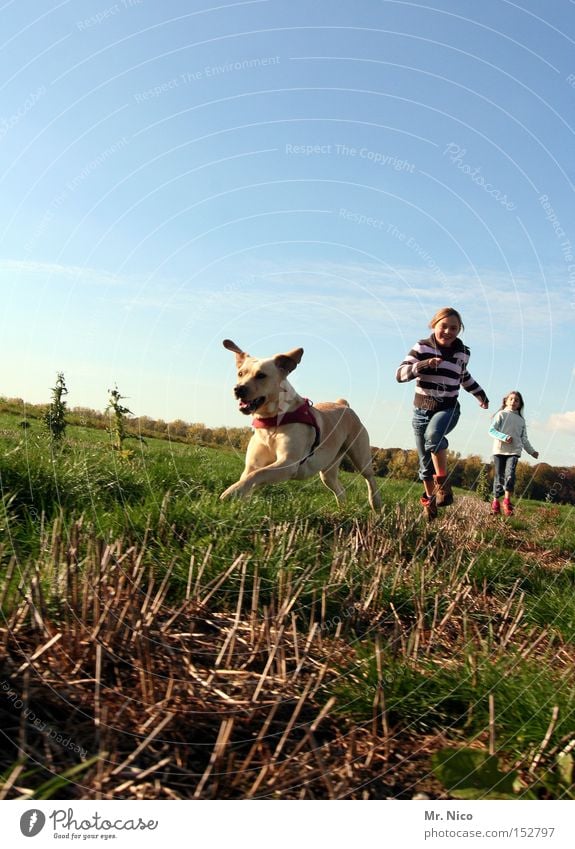 erster.zweiter.dritter. Tier Hund Haustier Golden Retriever Freundschaft Hunderennen Spaziergang Freiheit Säugetier Freude Kind hinterherlaufen Bewegung trio
