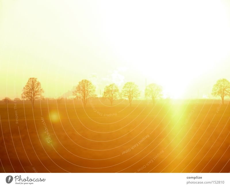 Dezember Gold Sonne Winter Natur Baum Feld träumen gelb gold Sonnenuntergang Beleuchtung Blendenfleck Strahlung Reaktionen u. Effekte mehrere Wäldchen orange