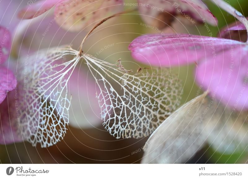 schön verblüht Natur Pflanze Blume Sträucher Blatt Blüte Hortensienblüte alt Blühend Duft hängen elegant natürlich braun violett Vergänglichkeit Blütenblatt