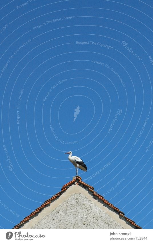 blitzableiter Dach Storch Dachgiebel Haus Dachfirst blau Vogel Himmel