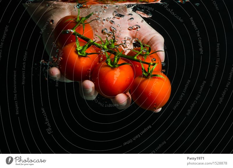 Tomaten Gemüse Bioprodukte Vegetarische Ernährung Diät Trinkwasser Gesunde Ernährung Hand Finger frisch Gesundheit lecker nass natürlich grün rot genießen