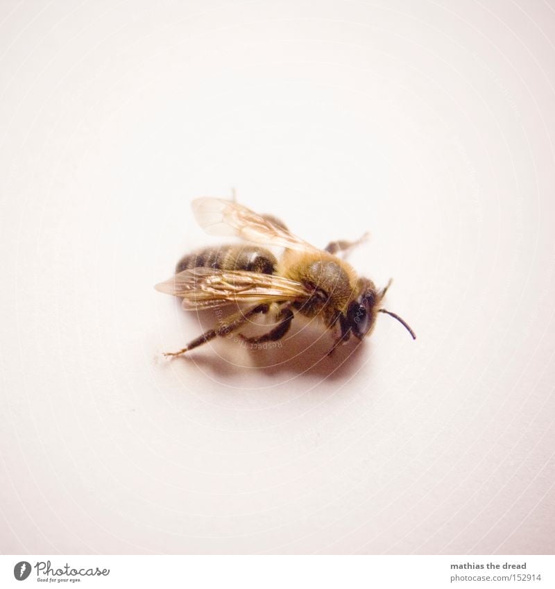 SUM SUM SUM Biene Honig Frieden Insekt Lebewesen klein fliegen Flügel Maja Fühler Fell Imker Blume Nektar Blüte Makroaufnahme Nahaufnahme friedlich Luftverkehr