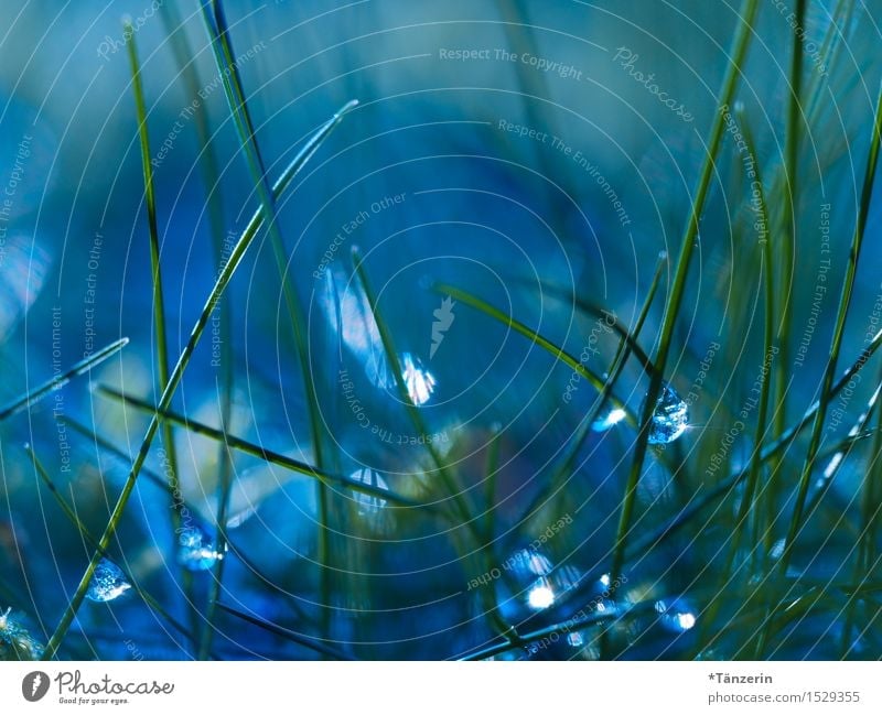 Glitzern im Gras Natur Pflanze Urelemente Wassertropfen Wiese ästhetisch nass natürlich schön blau grün Tau Farbfoto Gedeckte Farben Außenaufnahme Makroaufnahme