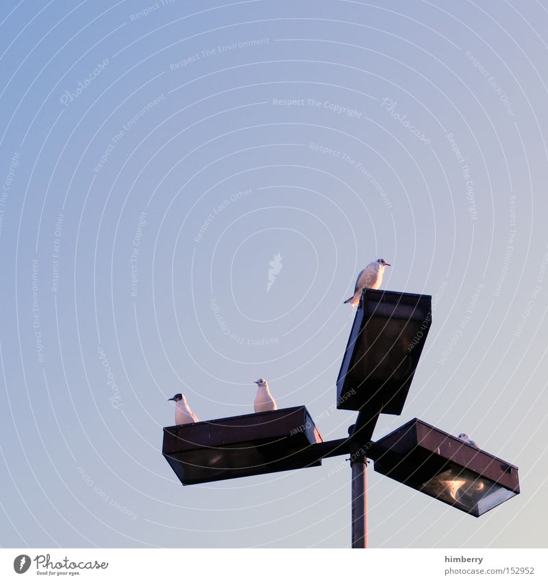 aufsichtsrat Vogel Tier Lampe Laterne Straßenbeleuchtung Aufsichtsrat Stadt Perspektive Gesellschaft (Soziologie) Verkehrswege möve Idee