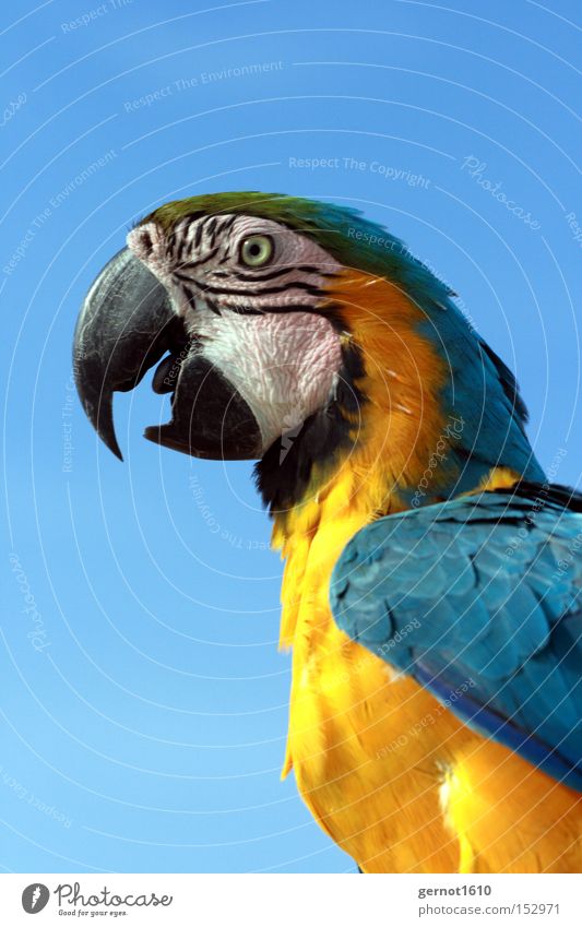 Beisser 1 blau gelb schwarz Vogel Papageienvogel Schnabel fliegen klug sprechen Auge Feder Freude Südamerika Krummschnabel Picken Luftverkehr Krächzen