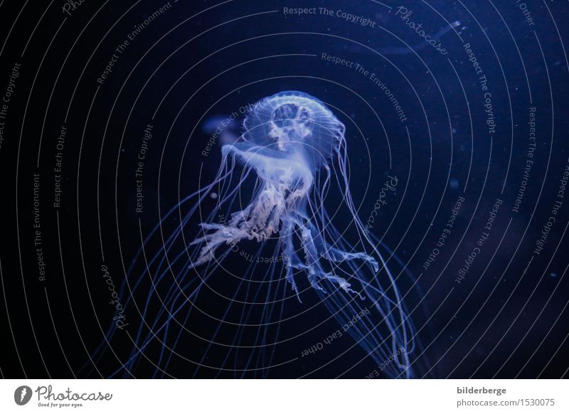 Qualle . . . und fantastisch Meer tauchen Tier Wasser Erde Klima Klimawandel Aquarium Angst Abenteuer Fotografie Reportage Bewegung Schweben Meerestiefe blau