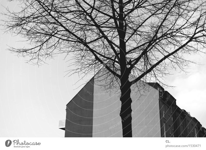 baum und haus Umwelt Natur Landschaft Wolkenloser Himmel Herbst Winter Schönes Wetter Baum Stadt Haus Einfamilienhaus Gebäude Architektur Mauer Wand