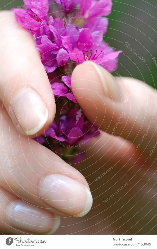 Spürbar elegant Stil schön Haut Maniküre Kosmetik Nagellack Wellness Sommer feminin Hand Finger Pflanze Frühling Blume Blüte violett Fingernagel sanft zart