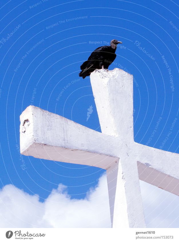 Golgatha 1 blau weiß schwarz Geier Christliches Kreuz Himmel Vogel Aasfresser Symbole & Metaphern fliegen Feder Beton überblicken Überblick Wahrzeichen Denkmal