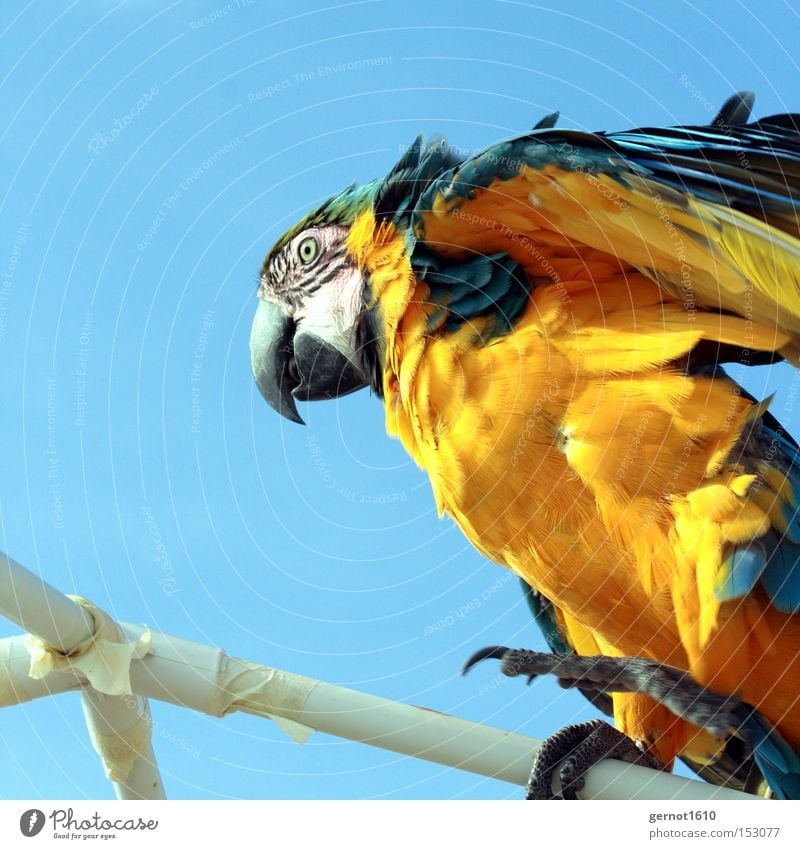 Struwelpeter blau weiß gelb Wind Papageienvogel Feder Klettern strubbelig Auge Schnabel Vogel fliegen Himmel schwarz Krallen Sommer Südamerika Luftverkehr