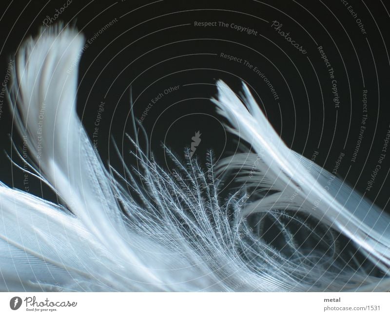 Federn - Variation #1 weiß schwarz Hintergrundbild Vogel Makroaufnahme