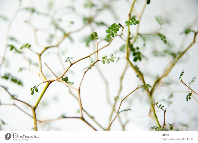 Gschtrüp Sträucher grün Pflanze Natur Unschärfe Biologie Himmel Holz Ast Zweig karg trist Wüste