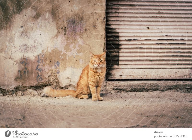 Cat Content | Cuban Cat Havanna Kuba Mittelamerika Südamerika Karibik Stadt Hauptstadt Hafenstadt Stadtzentrum Altstadt Menschenleer Mauer Wand Rollladen Tier