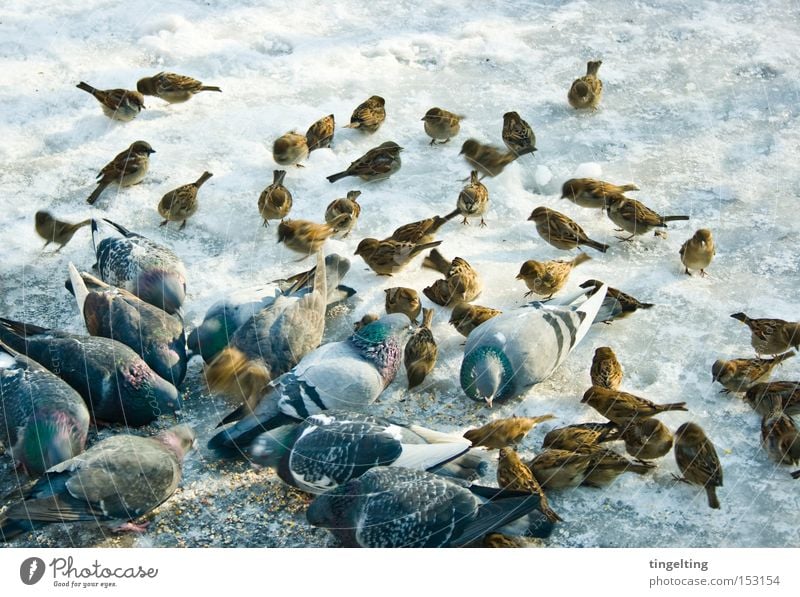 futterneid Vogel Taube Spatz Boden Eis kalt Winter mehrere Futter Fressen getümmel viele Schnee picken Tiergruppe