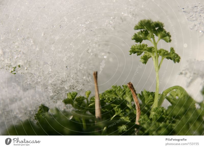 Tiefkühlgemüse II Petersilie Schnee Eis Winter Gemüse gefroren grün Ernährung Ernte Lebensmittel tiefkühlgemüse wintereinbruch anpflanzen