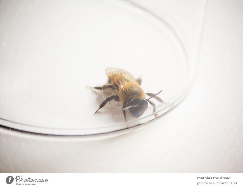 GROßWILDJÄGER Biene Honig Frieden Insekt Lebewesen klein Flügel Maja Fühler Fell Imker Blume Nektar Glas gefangen Sommer gefährlich friedlich