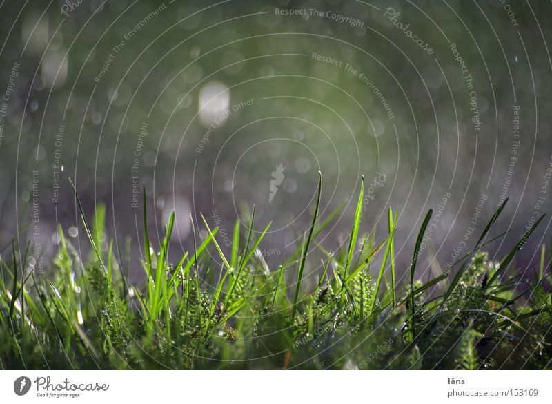 Regenfall Farbfoto Außenaufnahme Textfreiraum oben Tag Schatten Kontrast Silhouette Natur Pflanze Wassertropfen Wetter Gras Wiese glänzend nass grün Wasserfleck