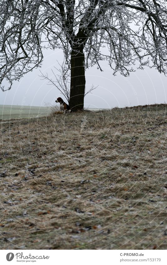 marooned in winter Winter Hund ausgesetzt angeleint Baum kalt Tier Langeweile warten Säugetier Herrchen