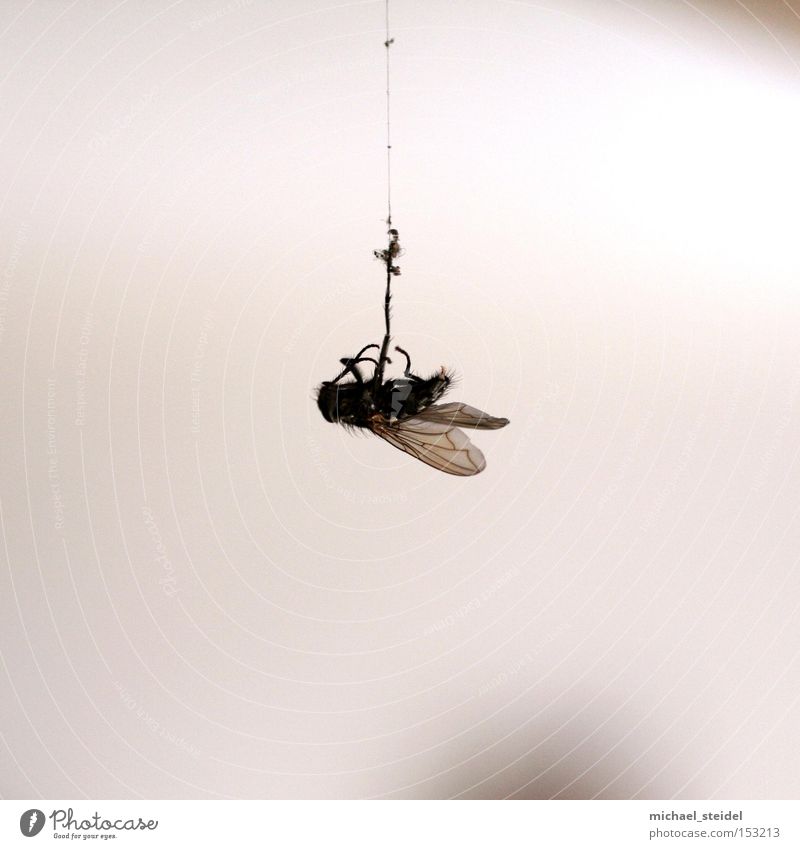 Aufgehängt! Fliege Unfall Desaster Tier Natur Spinngewebe notleidend Ekel