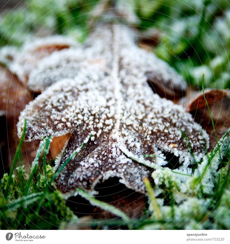 Laub Blatt Frost Winter kalt Verfall Raureif Schnee Rasen