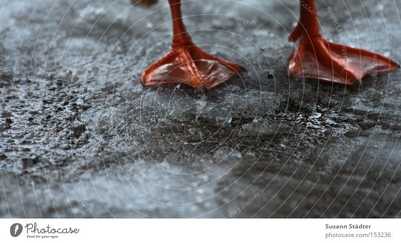 Watschelfüße Fuß Tierfuß Eis Ente orange kalt Braten Beine Bodenbelag frieren nass stehen Vogel fliegen Kochen u. Garen u. Backen Erde