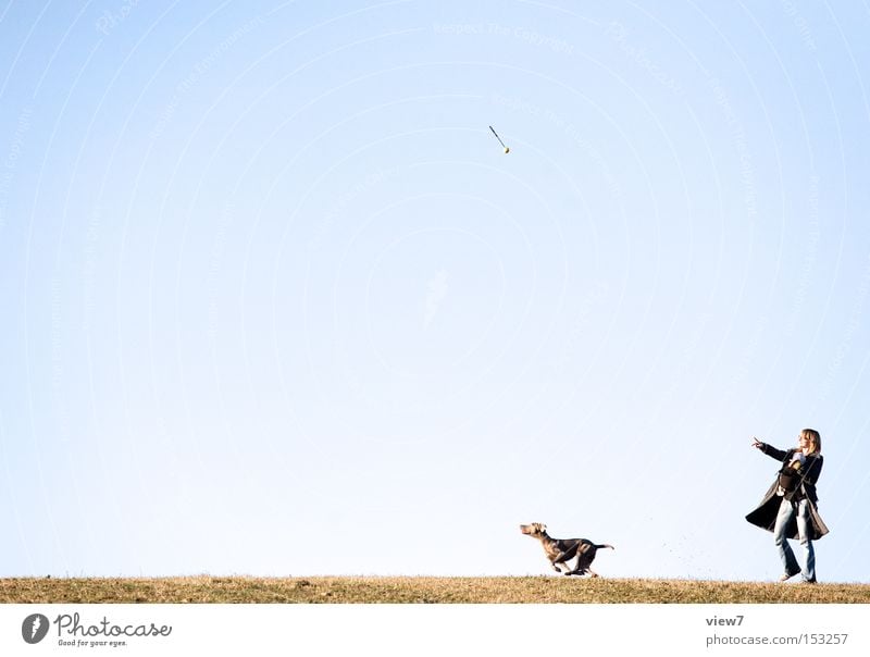 ... und los! Hund Sommer Himmel werfen apportieren laufen Rennsport Licht springen Ball fliegen loslassen Sonnenlicht Boden Gras Freude Freizeit & Hobby