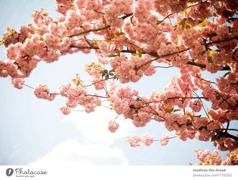 VORFREUDE IST ... Blüte Kirsche Ast Zweig Sommer Frühling schön Wetter Himmel blau Idylle Erholung Natur Paradies rosa