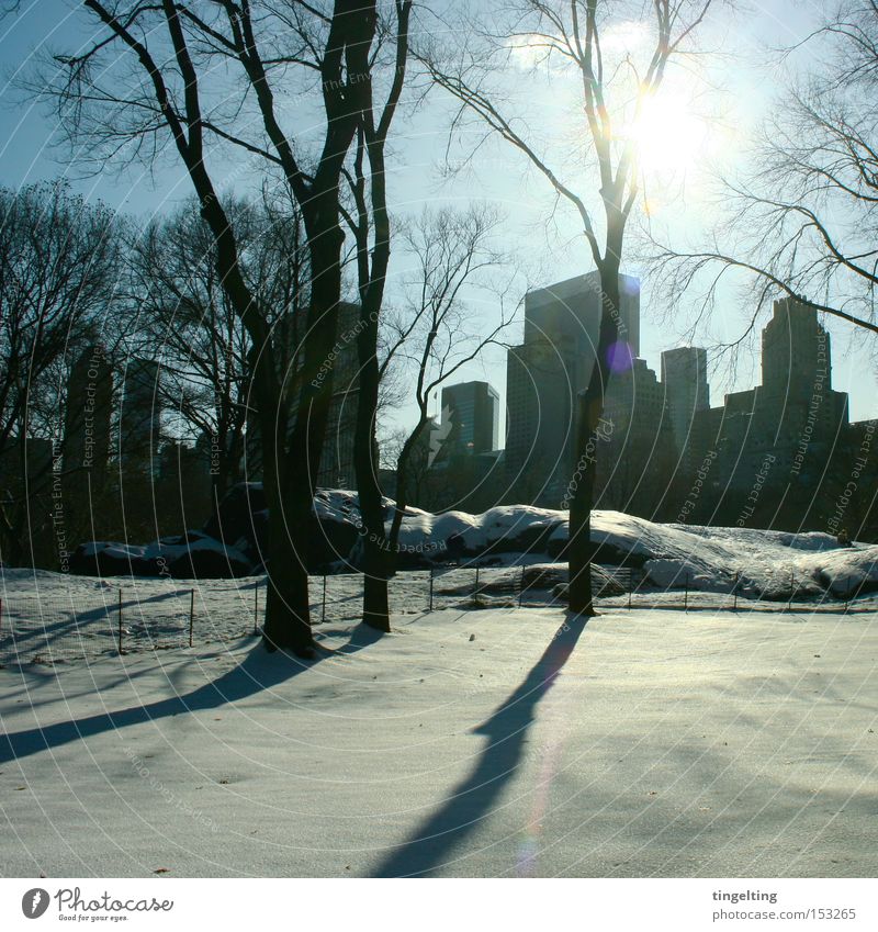 schattenschlag Central Park Sonne Schatten Winter Schnee ruhig Skyline Baum blau schwarz Gegenlicht Pause New York City Klarheit