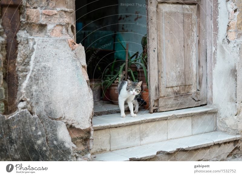 02_Katze auf Treppe in Havanna Kuba Haus Mauer Wand Fassade Tier Haustier Nutztier 1 Stadt wild Lebensfreude Tierliebe Schüchternheit Identität einzigartig