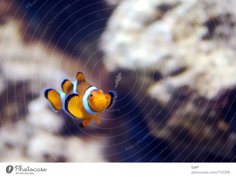 Dori? Wasser Fisch Aquarium klein Einsamkeit Findet Nemo Clownfisch schmollen Farbfoto Textfreiraum oben Schwache Tiefenschärfe Textfreiraum rechts 1