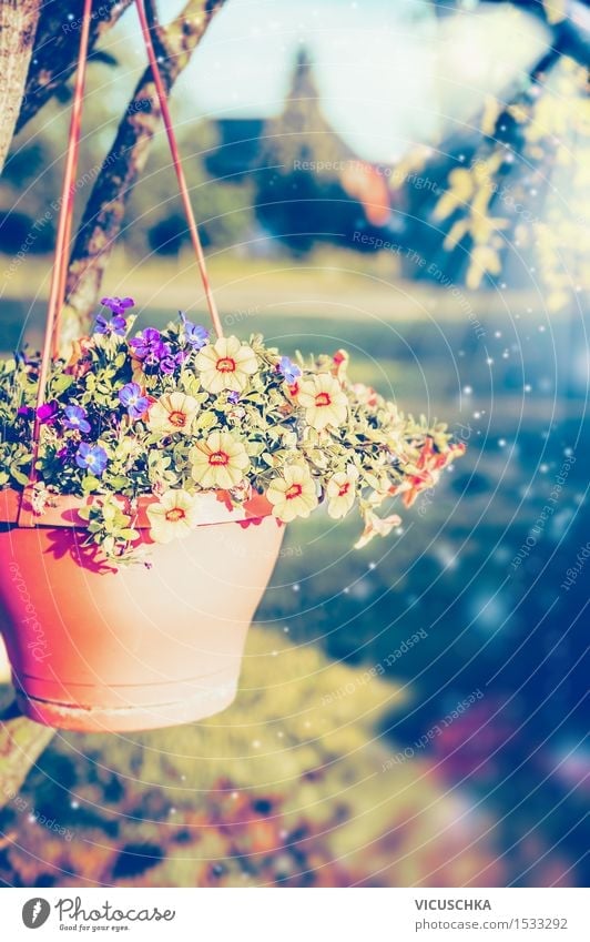 Hängende Blumentopf mit Petunien auf Sommergarten Design Garten Dekoration & Verzierung Natur Pflanze Sonnenlicht Frühling Herbst Schönes Wetter Baum Blatt