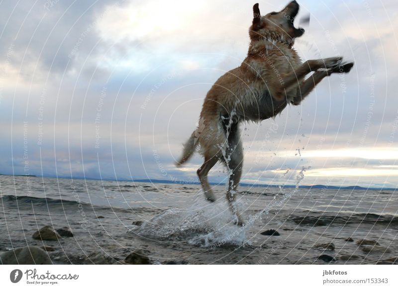 HAPPY JUMP Hund springen Wasser Stein Himmel Wolken Tier Haustier Wellen spritzen Sonnenuntergang Ferien & Urlaub & Reisen Sommer Schwimmen & Baden Freude