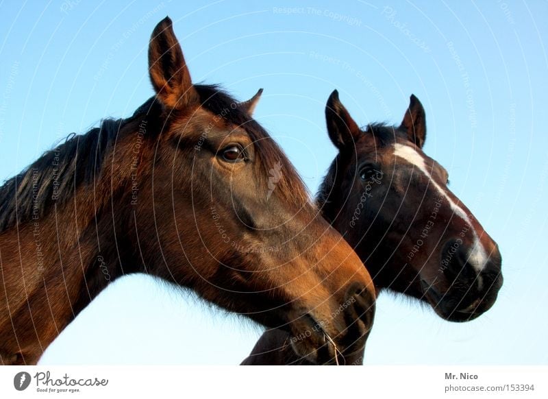 HANNO + VERA ...ner Pferd Tier Pferdekopf 2 braun Säugetier horse reitpferd paarweise Auge Tierpaar