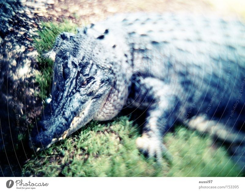 Handtaschenprototyp Krokodil Kaiman Leder Dinosaurier gefährlich Reptil Angst Panik Aligator bedrohlich