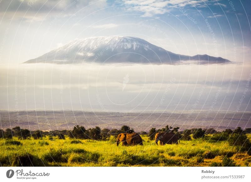 Elefanten für Kilimandscharo Natur Landschaft Berge u. Gebirge Gipfel Schneebedeckte Gipfel Savanne Steppe Wildtier 2 Tier natürlich blau grau Fernweh Abenteuer