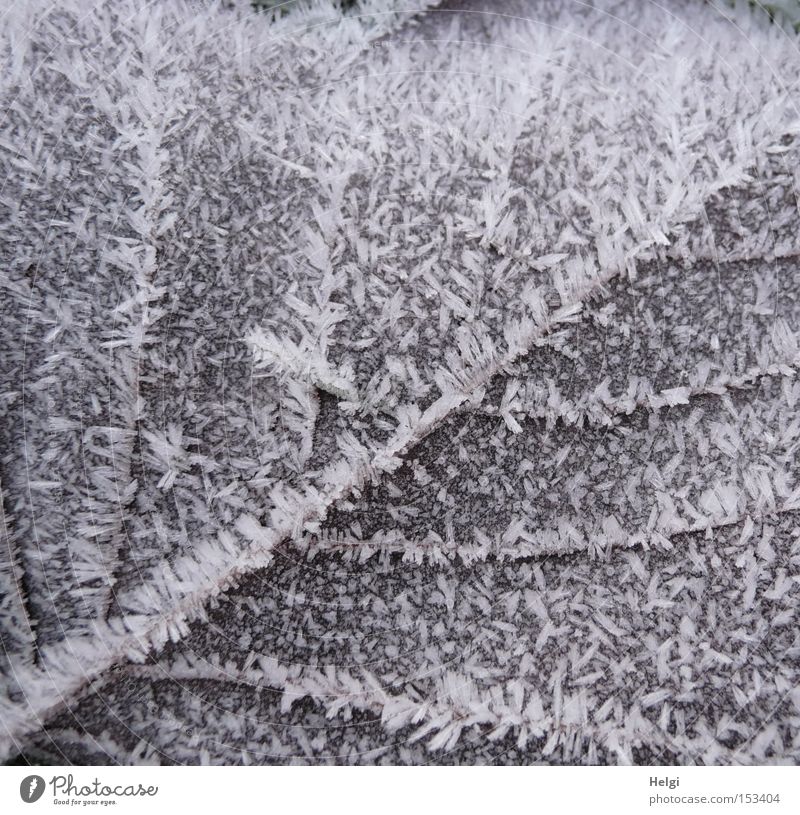 eisiges Blatt... welk Winter Frost Eis kalt Gefäße Raureif Natur Kristallstrukturen Strukturen & Formen braun weiß Vergänglichkeit Helgi Schnee