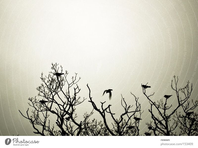 vogelversammlung 2 Baum Geäst Vogel Rabenvögel Vogelschwarm dunkel gruselig Silhouette Zusammensein begegnen Versammlung mehrere spukhaft