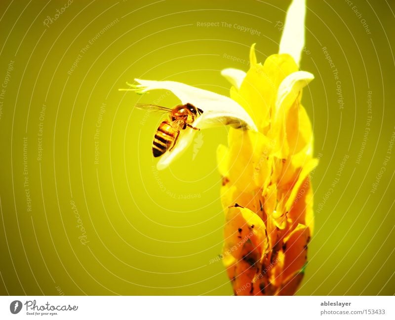 Meine Biene Honigbiene Natur gelb Blume Staubfäden Pflanze Tier Insekt Tragfläche Makroaufnahme Luftschicht