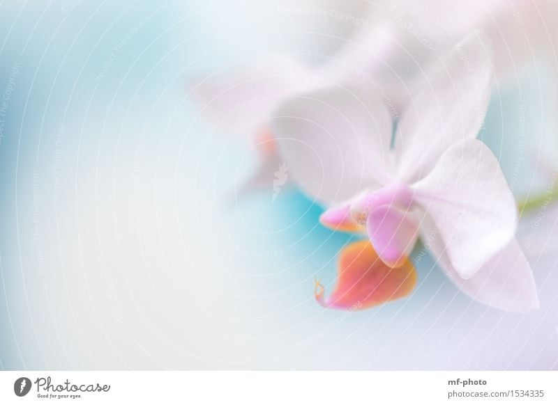 Orchidee Natur Pflanze Frühling Blume Blüte violett rosa türkis weiß Farbfoto Nahaufnahme Makroaufnahme Menschenleer Tag Unschärfe