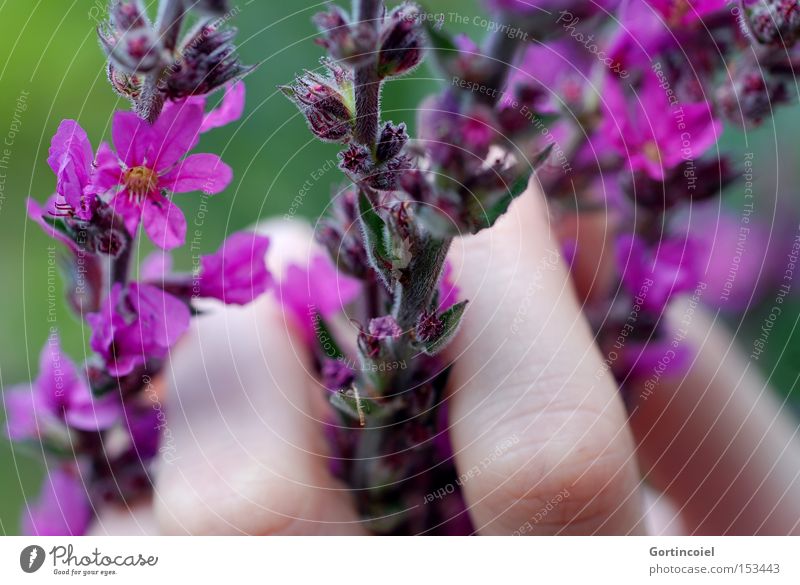 Zartfühlend Natur Pflanze Blume Blüte Hand Finger Frühling Haut Sommer Farbe sanft schön weich zart violett Frau Makroaufnahme Nahaufnahme