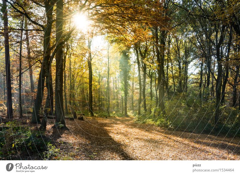 Goldener Herbst Umwelt Natur Landschaft Pflanze Sonne Sonnenlicht Schönes Wetter Baum Blatt Wald wandern hell Wärme mehrfarbig gelb gold grün herbstlich