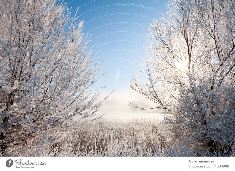 Winter im Moor Natur Landschaft Pflanze Wolkenloser Himmel Klima Schönes Wetter Nebel Eis Frost Schnee Baum Sumpf See frisch kalt positiv blau weiß ruhig