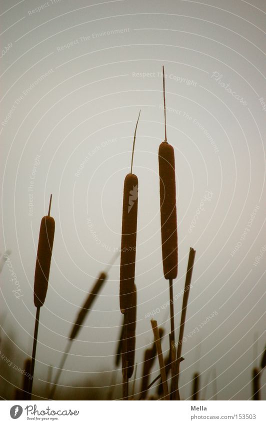Schilf oder ähnlich Rohrkolbengewächse Schilfrohr Stengel Wasserpflanze grau trüb dunkel trist Pfeifenputzer Uferpflanze